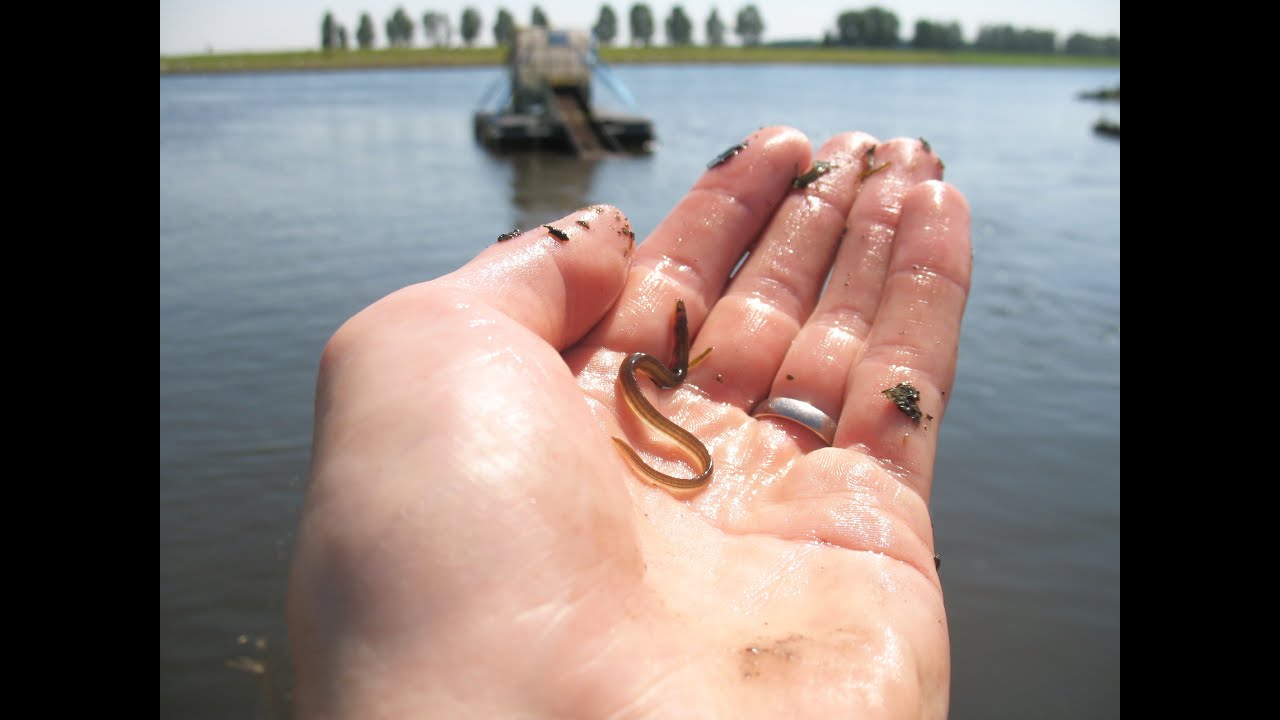 Fishmigration monitoring the migration of glass eels and eel with