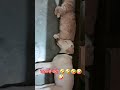 #funny #cat #pawsn #comedydance #danceperformance #sweetpet #danceshow #cute #comedydj