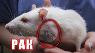 картинка: Если увидели шишку у вашей крысы