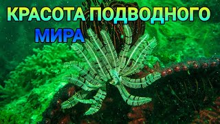 Как же прекрасен Подводный Мир / What a beautiful underwater world