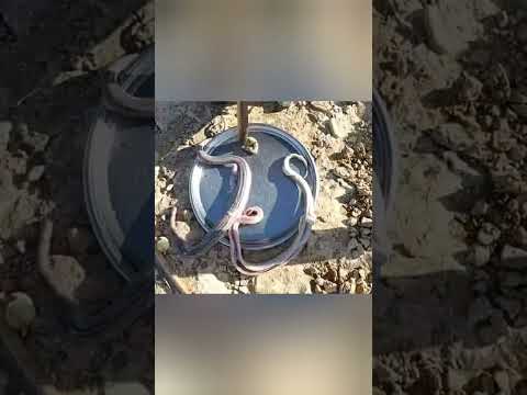 حكم اكل الثعابين