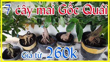 Ngày 22/6. Mai cúc hoa hồng thanh tú, cúc thọ hương,   2 tầng, rồng bay cúc 7 tầng giá rẻ 0902074660