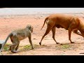 How To Monkey mating Dog When A Dog Comes To Group Monkey