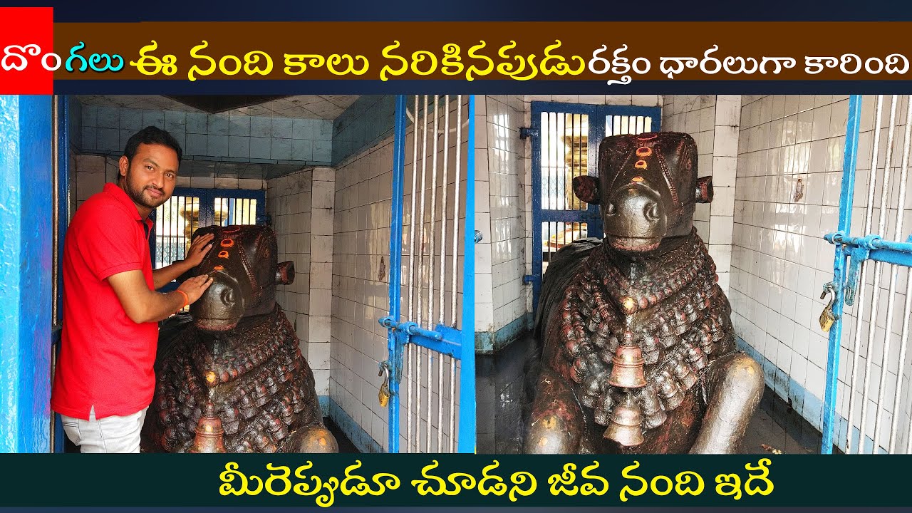 రాతి నంది కాలు నరికిన దొంగలు ఆ కాలునుండి కారుతున్నరక్తం - Eluru Shivalayam Nandi Blood Mystery