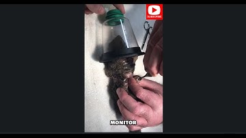 so many mango worms  in animals  body we need to remove