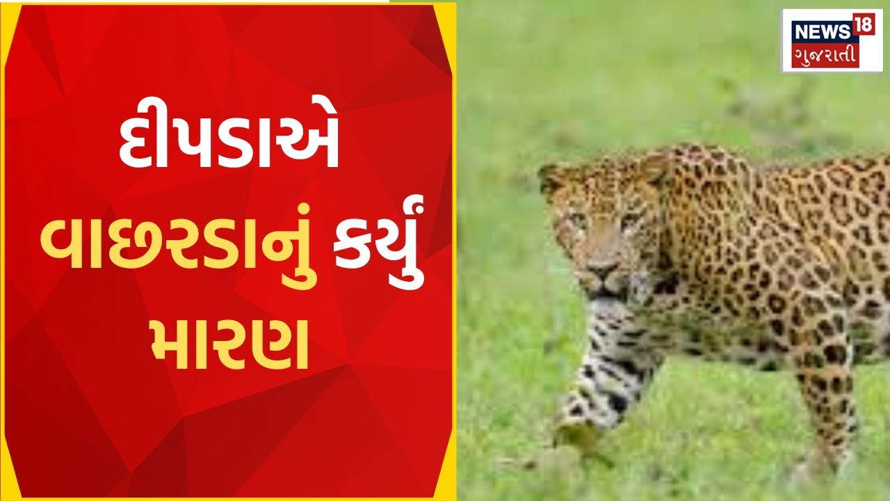 Gir Somnath News | દીપડાના આંટાફેરા વધતા લોકોમાં જોવા મળ્યો ભય | leopard terror | Gujarat News