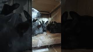 Крольчата Полтавское серебро!#кролиководство #shorts
