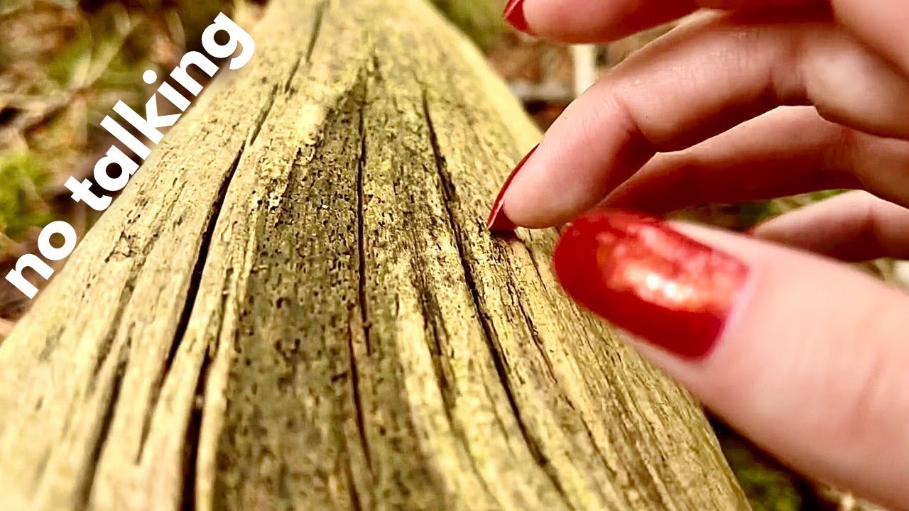 ASMR 🐢 SLOWWW tree scratching 🌳 lofi EXTRA textured sounds 🤤 50 mins, no talking 🧡