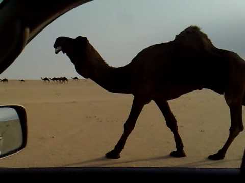 عسران بعير ابن جميله