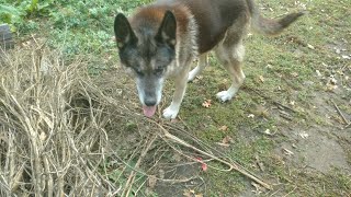 Four legged hemp breaker