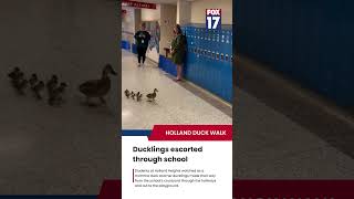 Ducklings escorted through school hallway