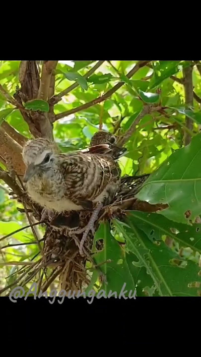 anak perkutut lokal alam#perkututlokal #perkutut #perkututlokalgacor #perkututgacor #burung #birds