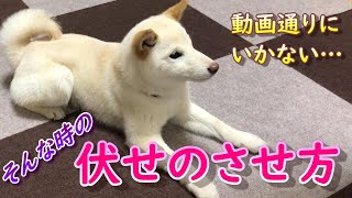 【柴犬】柴犬の伏せのさせ方　ぜひ参考にしてください！