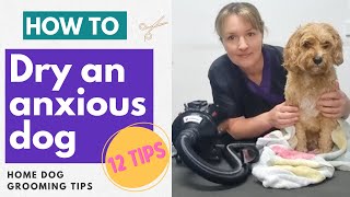 12 Tips To Dry An Anxious Dog With A High Velocity Dryer | Home Dog Grooming Tips