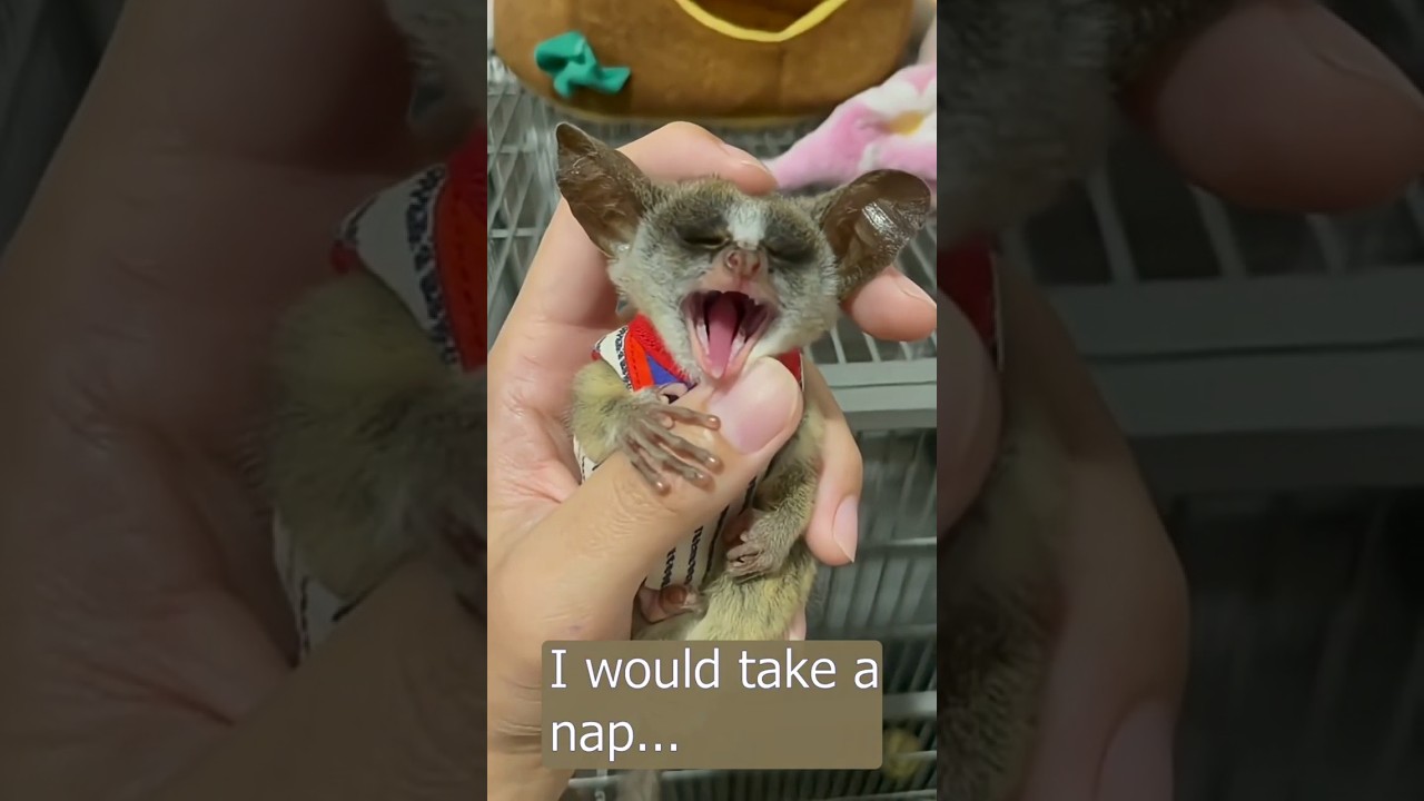 Bushbaby are cutie ❤️🐾 