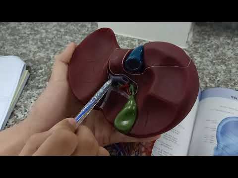 Video Giải phẫu gan - youtube