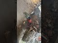 pasar ayam bekonanh, info lebih lengkap bisa ke profil 😉