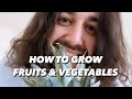 How to grow plants from storebought fruits  vegetables  creative explained