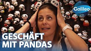 Download Lagu China's Panda-Kapital: Was steckt wirklich hinter dem Kuschelbären-Hype? MP3 Download Lagu China's Panda-Kapital: Was steckt wirklich hinter dem Kuschelbären-Hype? MP3