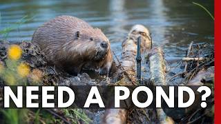 Beavers The Secret Architects of Healthy Ecosystems