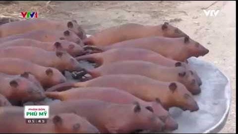 Miền Bắc đang vào mùa thịt chuột