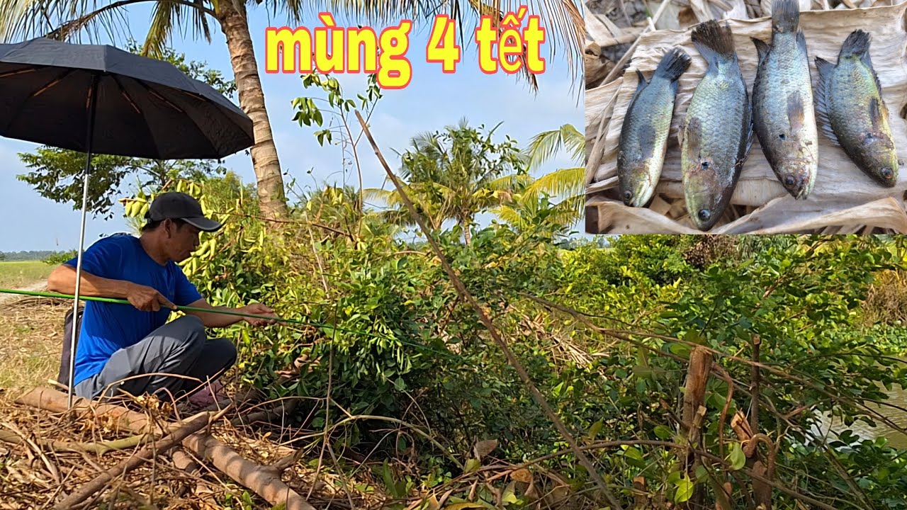 272 mùng 4 tết đi ra đồng câu cá rô trong mấy hóc cây.và thưởng thức cá rô nướng trui.