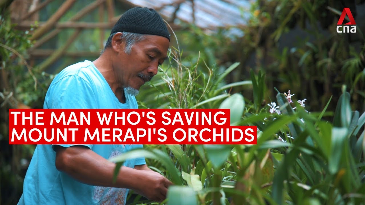 The man who's saving the orchids on Mount Merapi