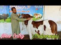 Allahumdulila New Entry Of Maharaani At Hamdan Cattle Farm|