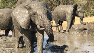 Muddy Elephants & Baby Milk Bottles on the Carer Cam!