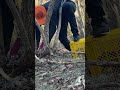 気性荒いタヌキの放獣