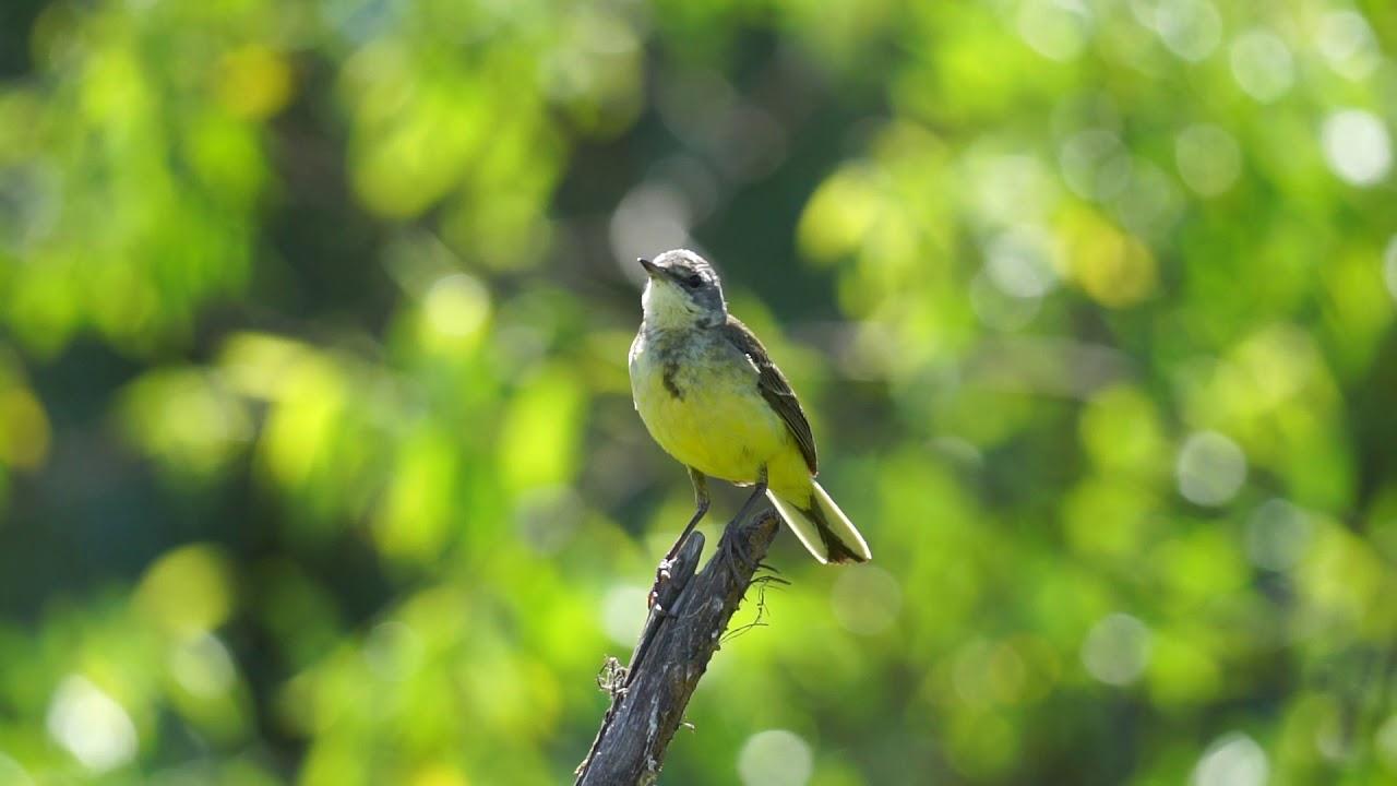 Жёлтая трясогузка (Motacilla flava)