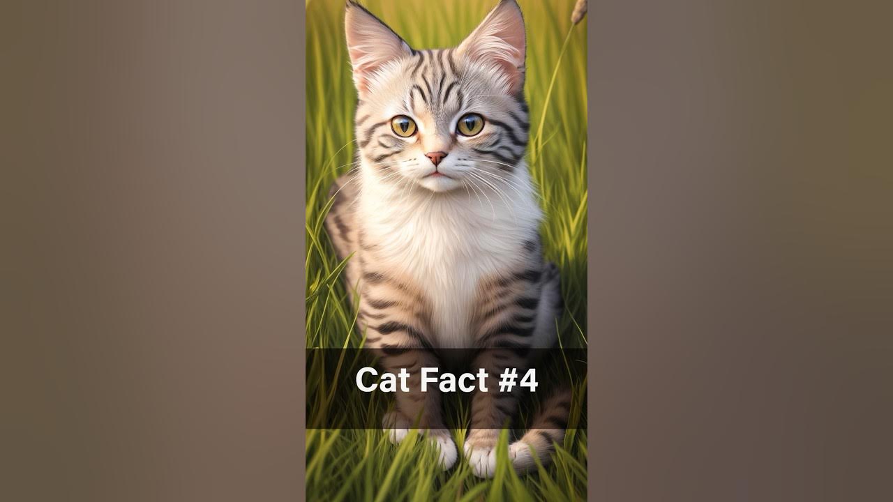 MindBlowing Cat Facts 4 Cats' Secret Collarbone Revealed . shorts 