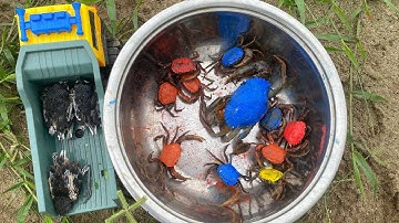 Thảo Cady giải cứu các bạn con vật trong bụi cây, con cua, con ếch, con chim non, con cá.