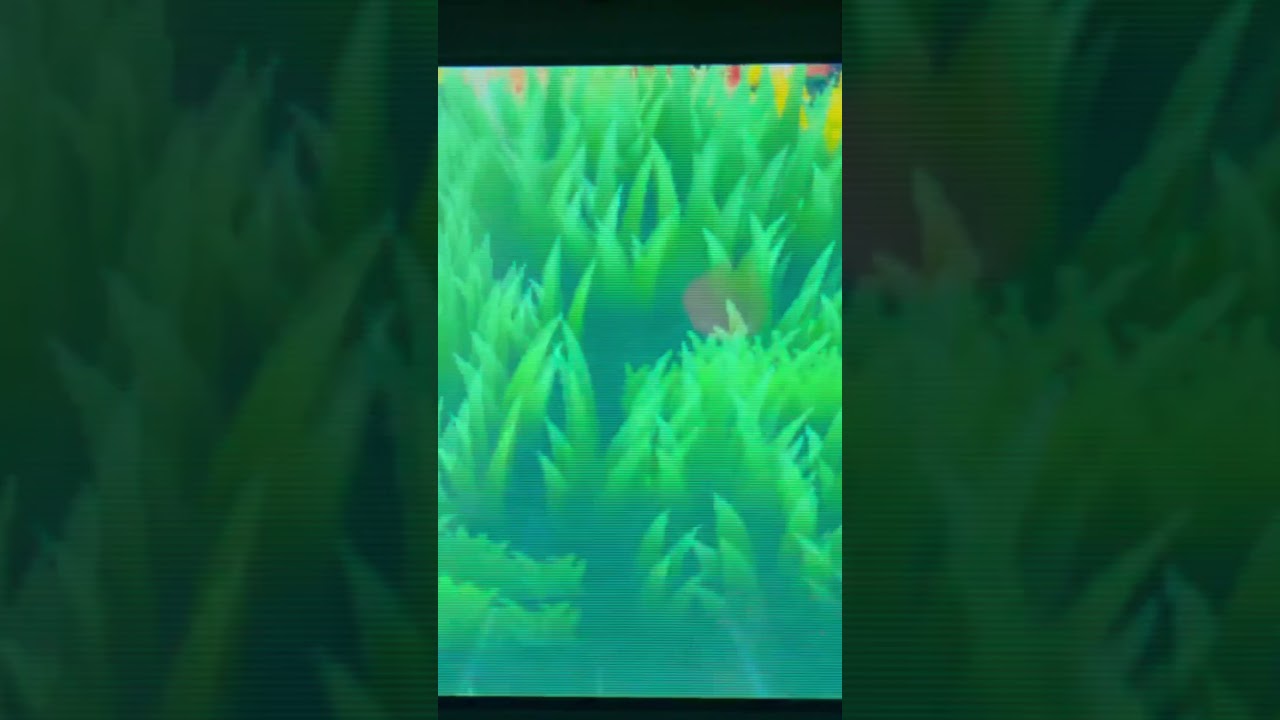 Shiny Rowlet Ultra Sun✨- 2,000+ SR’s