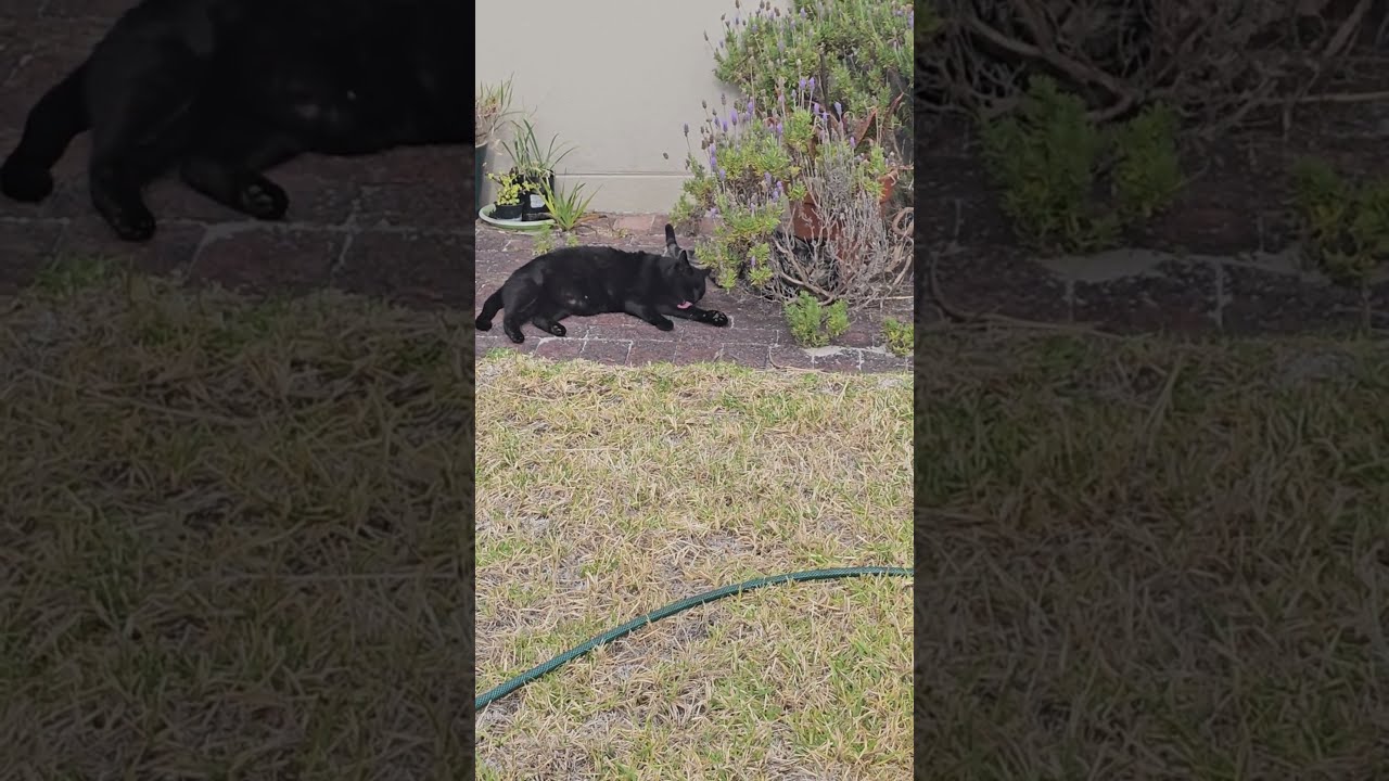 There are 2 cats here 