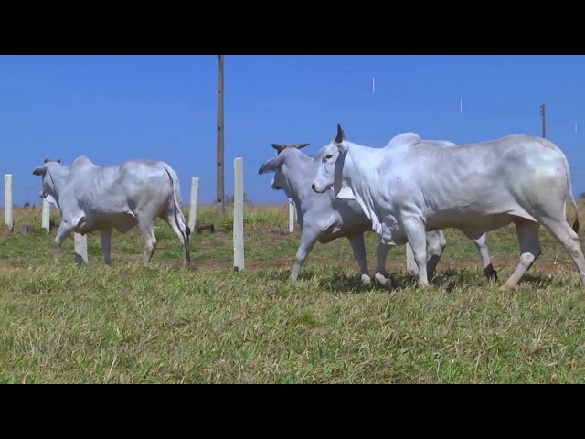 LOTE 46   2703 3738 4621 mp4