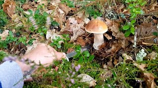 Грибы под минском/Выходной с Батей/В лес по грибы, а в лесу грибников как грибов.