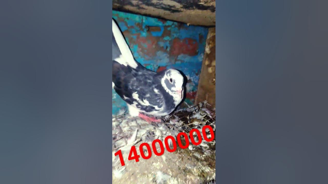 4000000000🤟🤟🧡🧡🤨💜🤣🙍🖤😍 ️ ️🤘🤣🤣🌼🌁 - YouTube