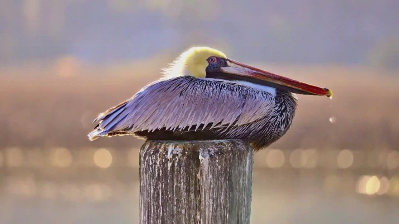 National Wildlife Federation showcases Maine man's photography