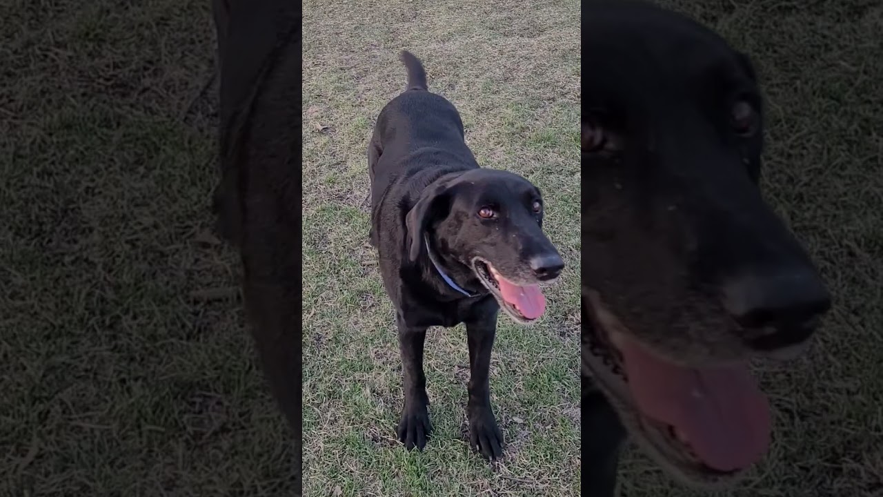 Hi Mom! #dogparklife