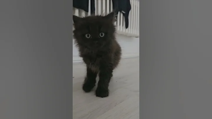 Video 10948371: pet catlover cutecat kitty, cats cutecats kitty catlover, catlover funny kitty cutecat, catlover kitty pet cute