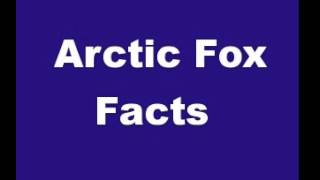 Arctic Fox Facts - Facts About Arctic Foxes