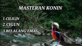 SUARA MASTERAN BURUNG KONIN  KOMBINASI CILILIN CIGUN DAN BELALANG EMAS mp3