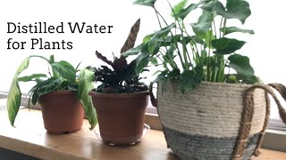 Distilled Water for Plants| High Maintenance House Plants Profile