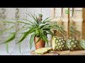 Saksıda Ananas (Pineapple) Yetiştirme Teknikleri