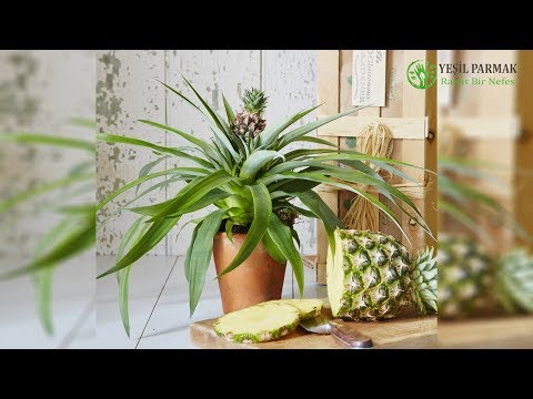 Video: Evde üstten Ananas Nasıl Yetiştirilir + Fotoğraf Ve Videolar