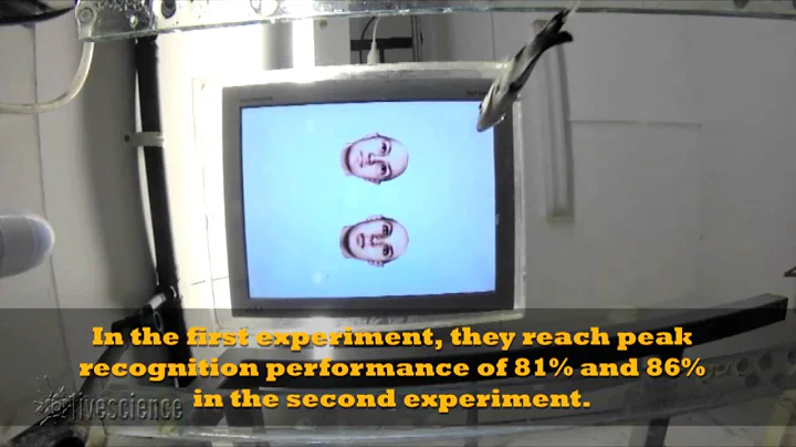 Archerfish Spit At Faces They Recognize, With Training | Video