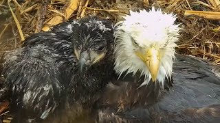 Decorah Eagles. HD & DH2 just too cute together - explore.org 05-14-2023