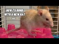 How to bond with a new pet rat