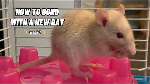 How To Bond With A New Pet Rat!